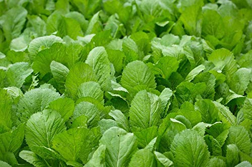 PL Organic Garden mustard greens harvested bunch ready to stir-fry or steam