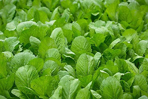 PL Organic Garden mustard greens harvested bunch ready to stir-fry or steam