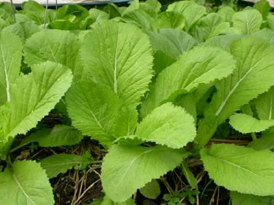 PL Organic Garden mustard green seed packet ready for quick harvest