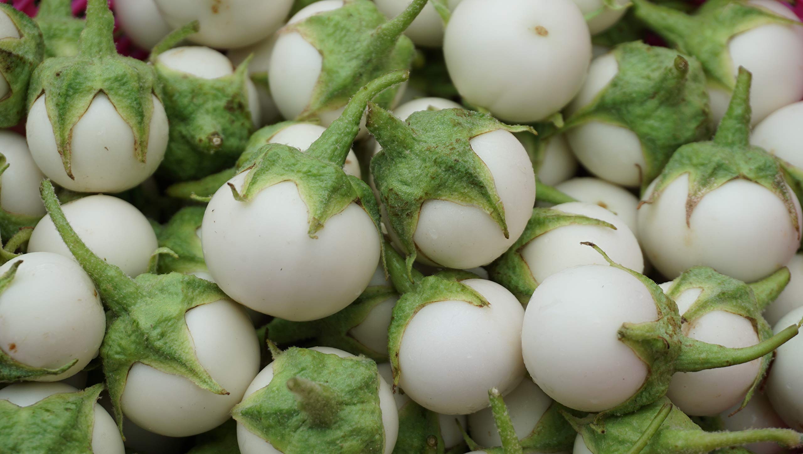 PL Organic Garden Thai White Eggplant Seeds Close-Up for fresh harvest potential.