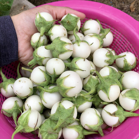 PL Organic Garden Thai White Eggplant Seeds Pack for organic home gardening.