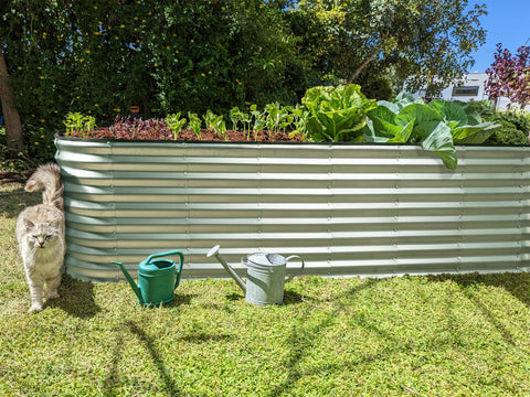 Plant & Plot open-bed with soil, plants, and vegetables.