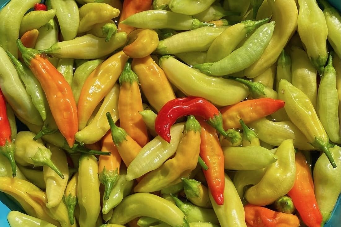 Plant Good Seed Aji Amarillo peppers dried for authentic Peruvian flavors