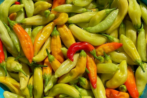 Plant Good Seed Aji Amarillo peppers dried for authentic Peruvian flavors