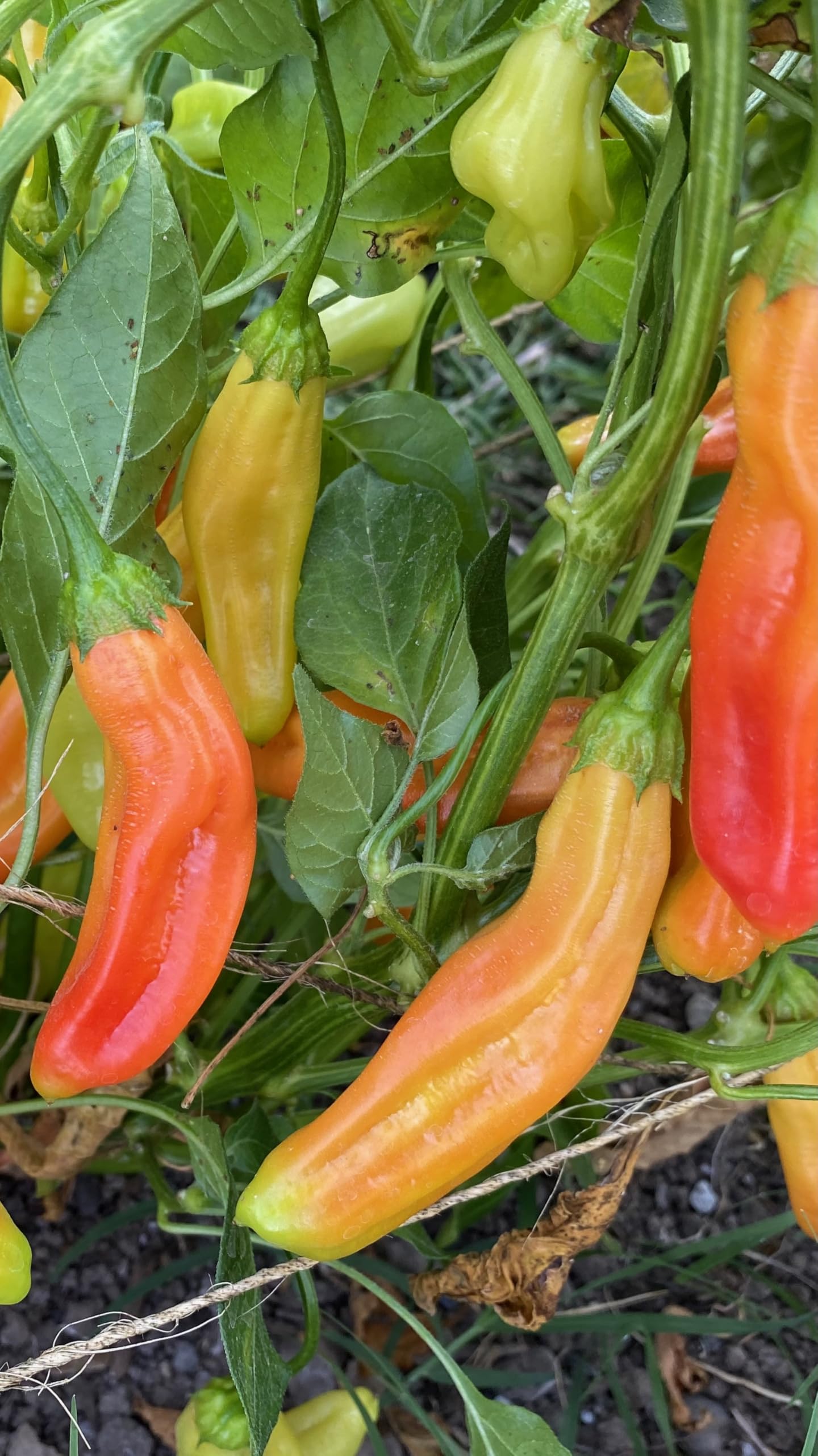 Plant Good Seed Aji Amarillo seeds grow in well drained garden soil