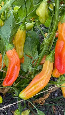 Plant Good Seed Aji Amarillo seeds grow in well drained garden soil
