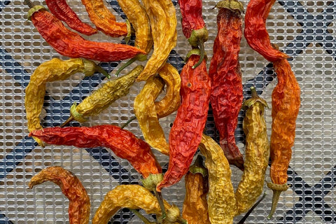 Plant Good Seed Aji Amarillo peppers maturing from yellow to orange with fruity heat