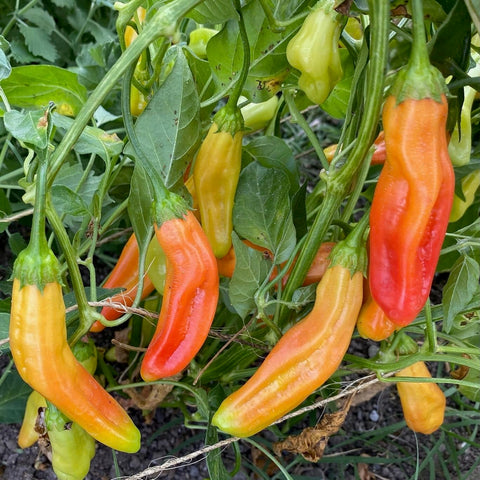 Plant Good Seed Aji Amarillo young pepper plant thriving in sun