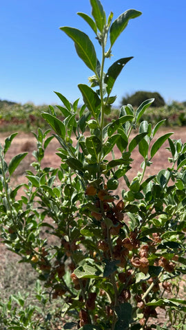 Plant Good Seed ashwagandha root harvest shows creamy white roots ready for use.