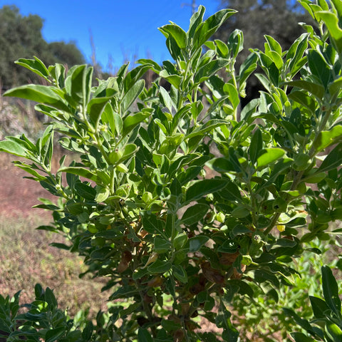 Plant Good Seed ashwagandha germination close-up demonstrates viable seeds for robust growth.