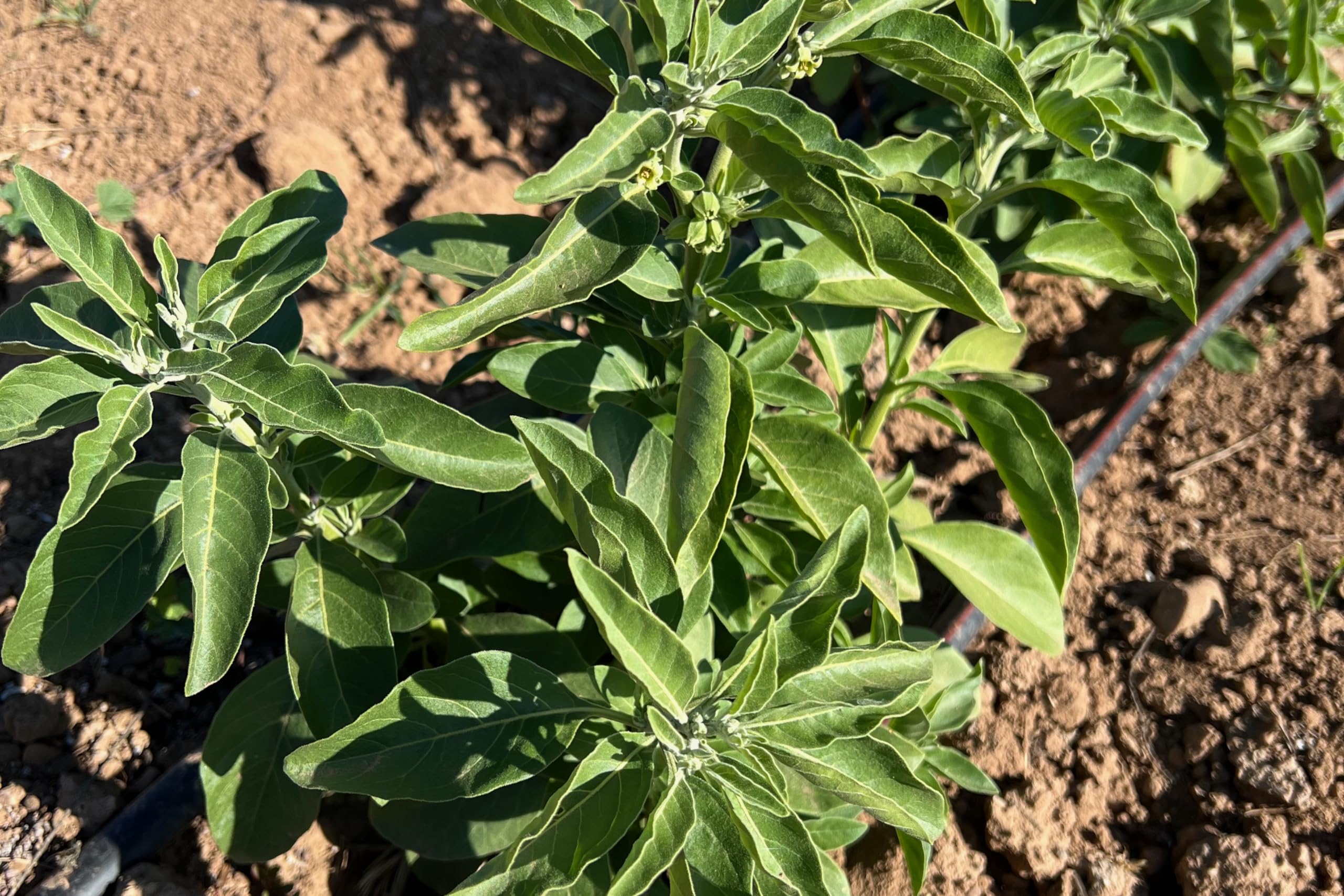 Plant Good Seed ashwagandha seeds in soil ready to establish in home gardens.