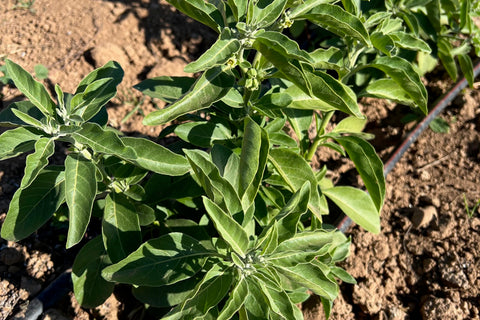 Plant Good Seed ashwagandha seeds in soil ready to establish in home gardens.