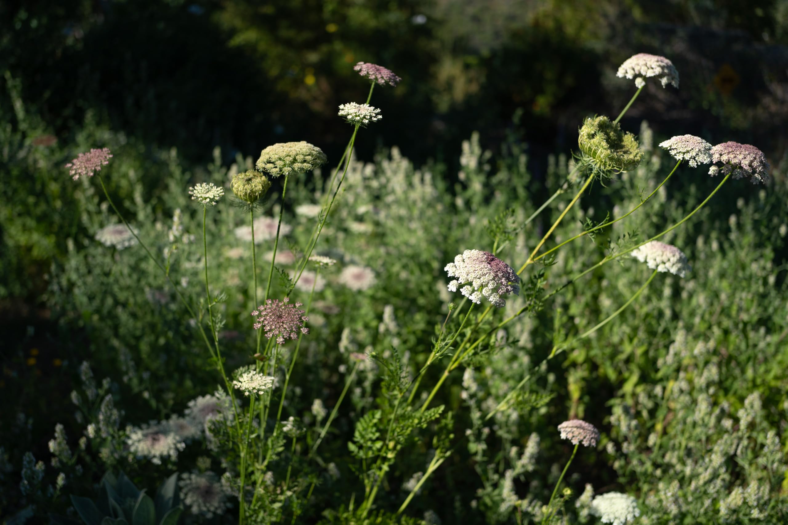 Plant Good Seed Dara Queen Anne's Lace blooms brighten a backyard border with heirloom charm.