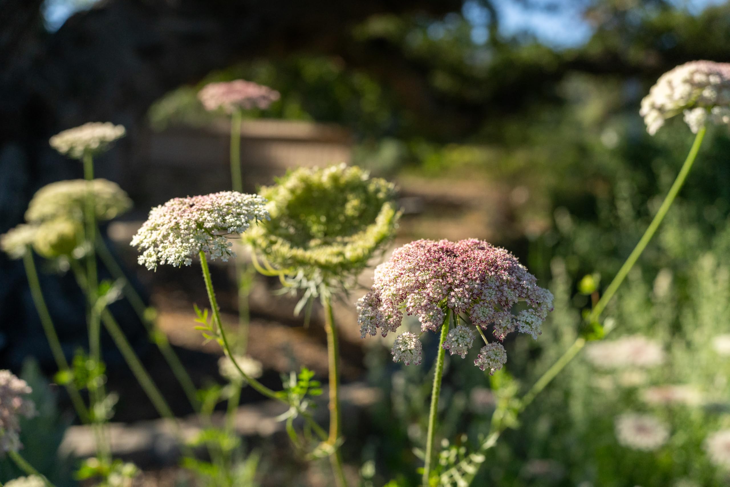 Plant Good Seed Dara Queen Anne's Lace direct sow option saves prep and speeds planting.