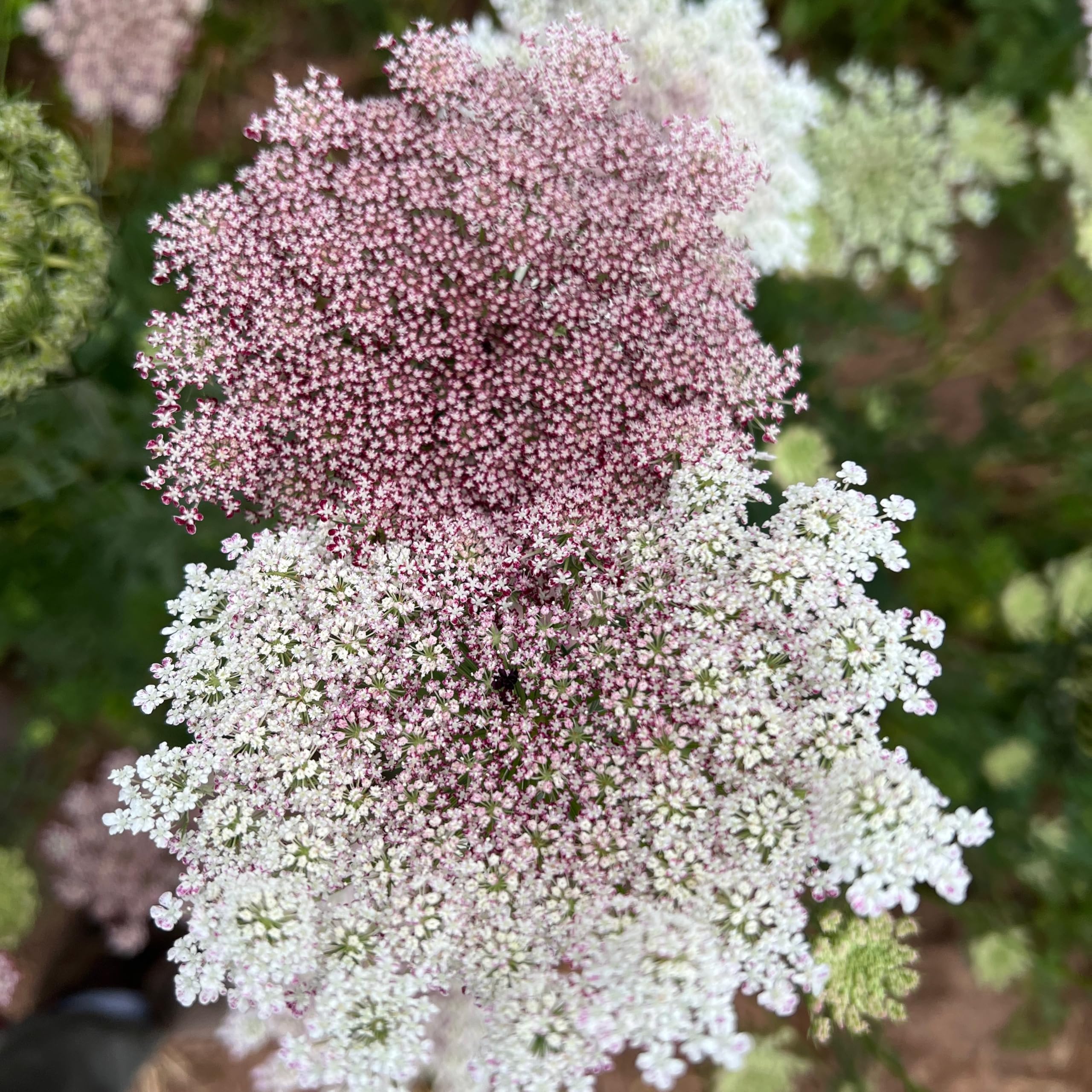 Plant Good Seed Dara Queen Anne's Lace maroon bloom closeup highlights ornate umbels for dramatic garden accents.