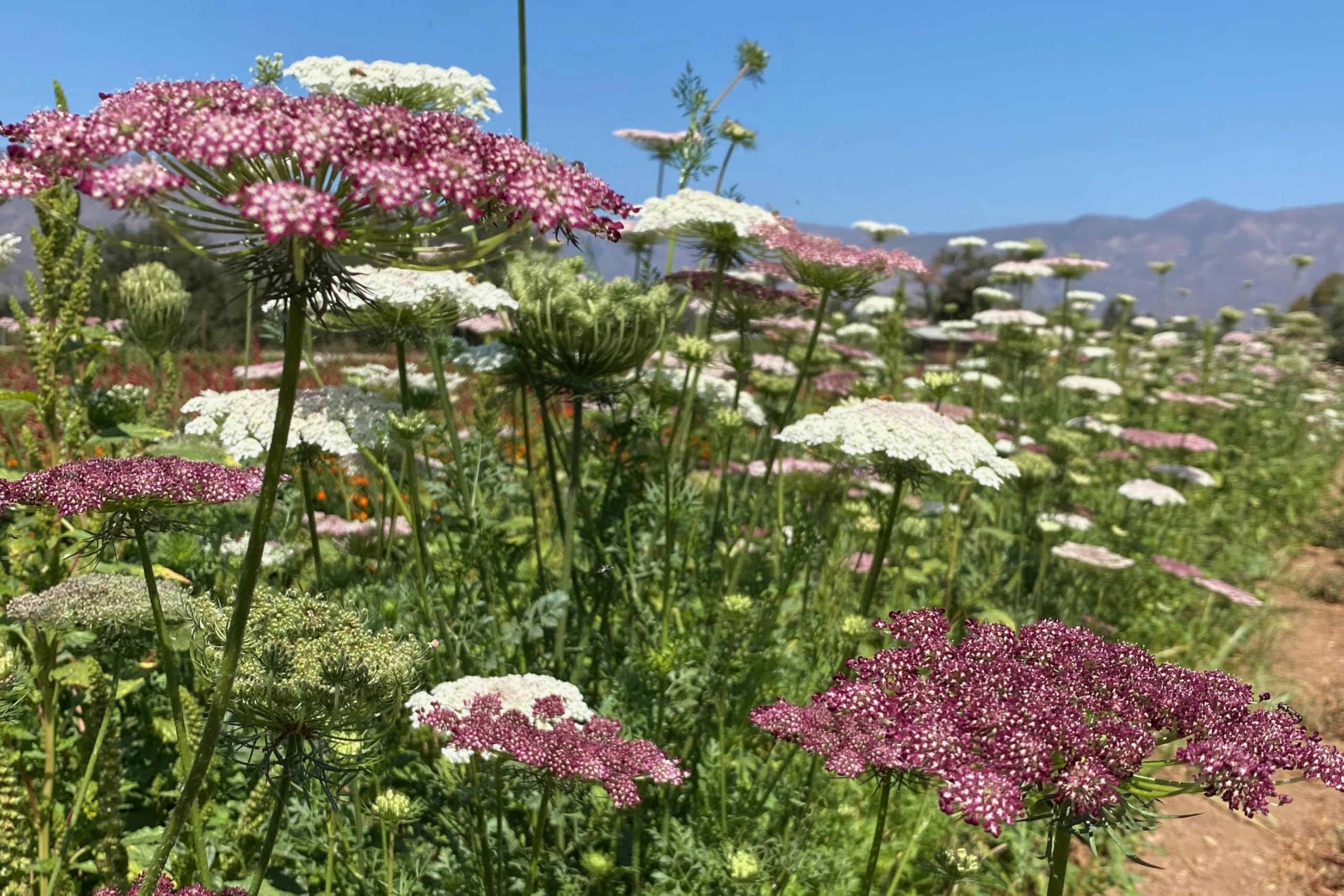 Plant Good Seed Dara Queen Anne's Lace pink bloom in a vase-ready landscape accent.