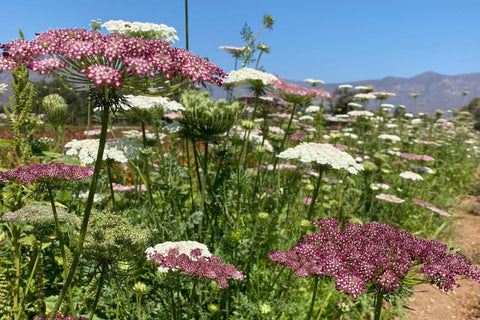 Plant Good Seed Dara Queen Anne's Lace pink bloom in a vase-ready landscape accent.