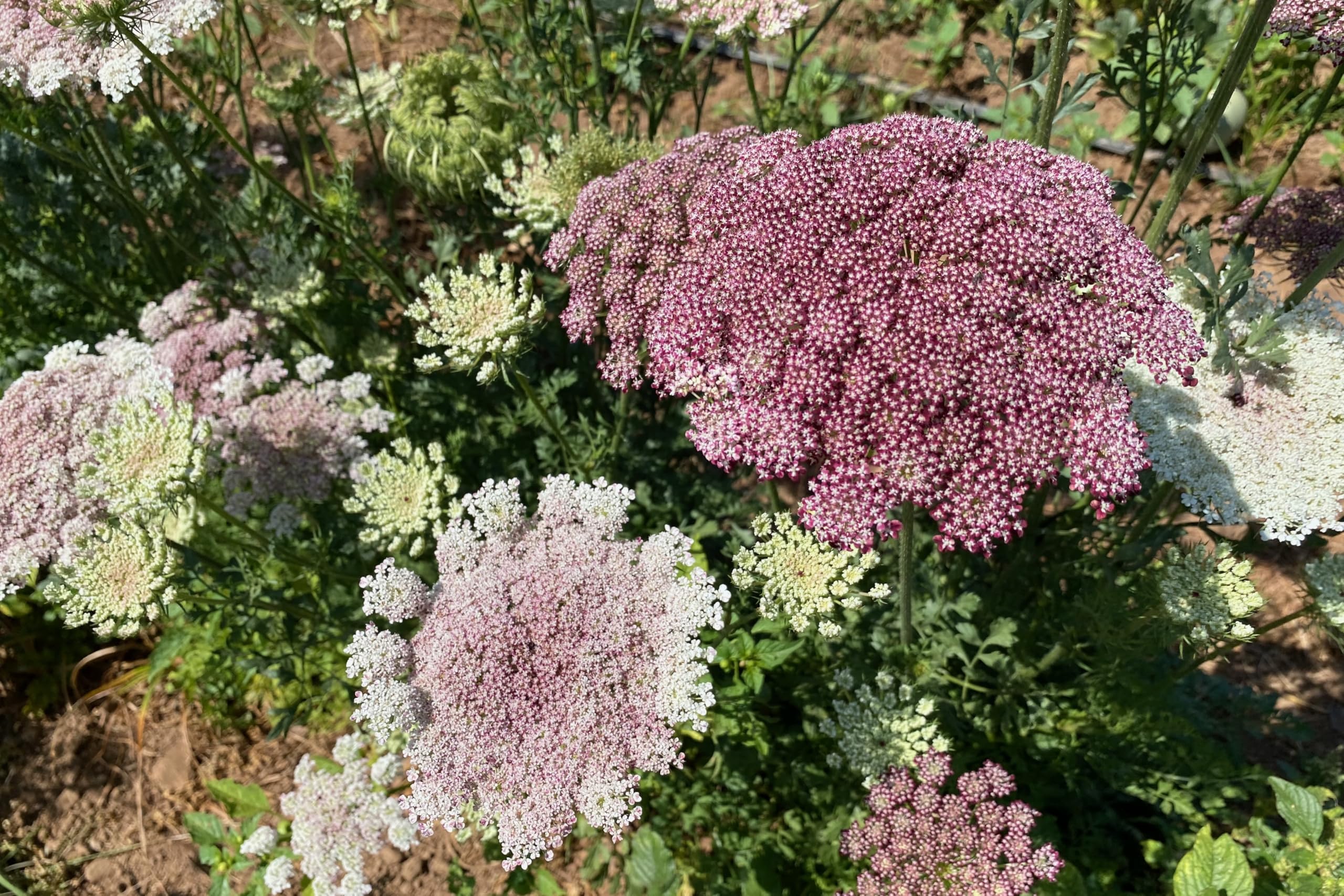 Plant Good Seed Dara Queen Anne's Lace pollinator-friendly blooms invite bees to visit your border.