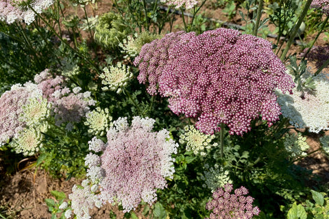 Plant Good Seed Dara Queen Anne's Lace pollinator-friendly blooms invite bees to visit your border.