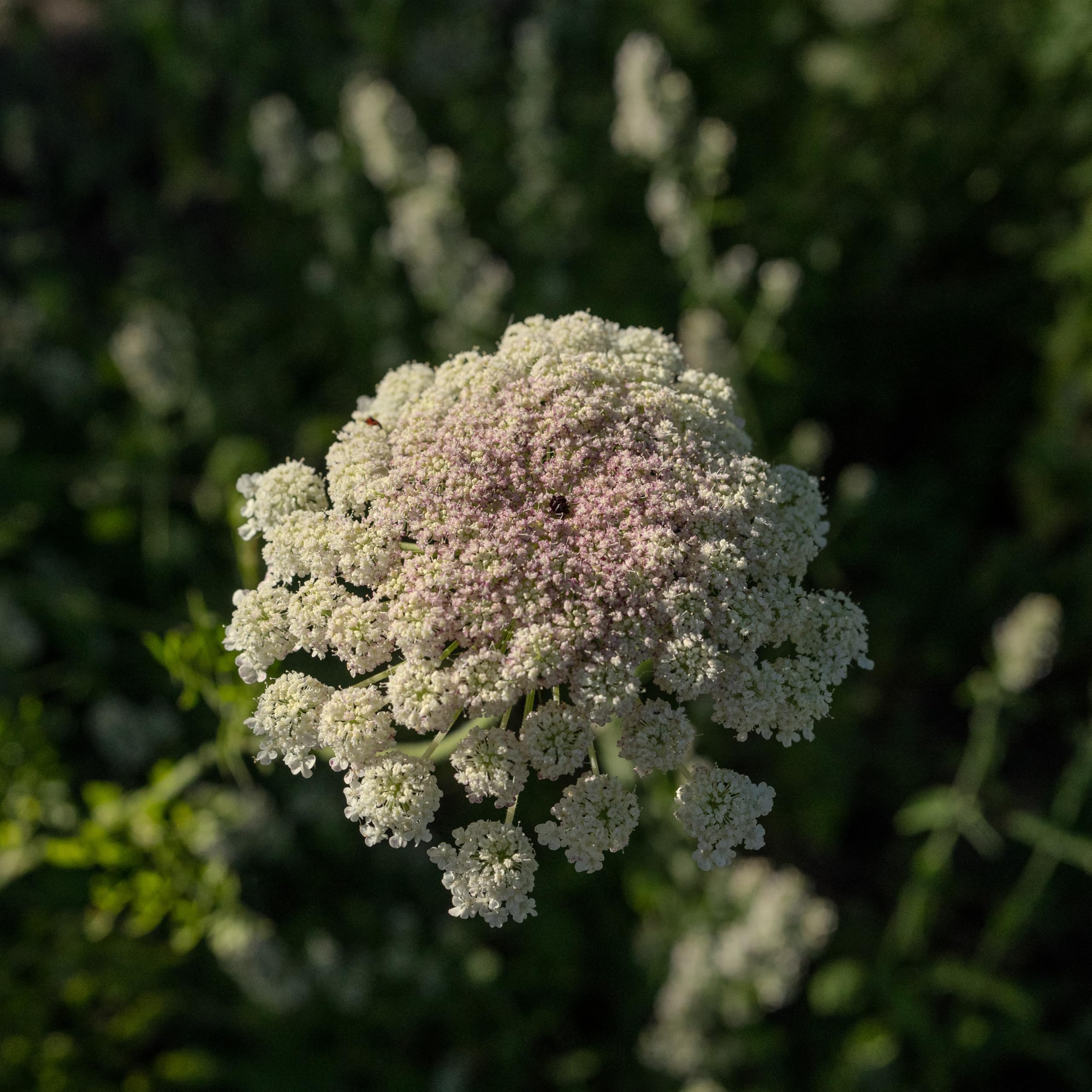 Plant Good Seed Dara Queen Anne's Lace seeds are viability tested to support reliable gardening.
