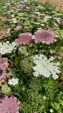 Plant Good Seed Dara Queen Anne's Lace umbels in garden create airy, pollinator-friendly scenes.