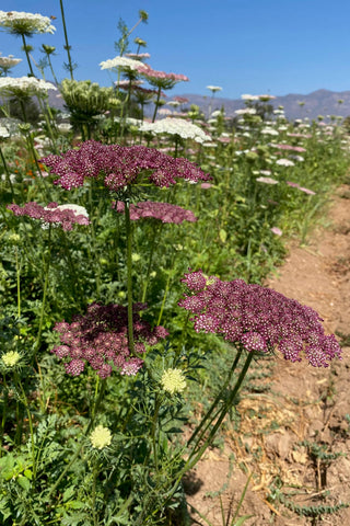Plant Good Seed Dara Queen Anne's Lace white bloom adds ethereal garden texture and height.