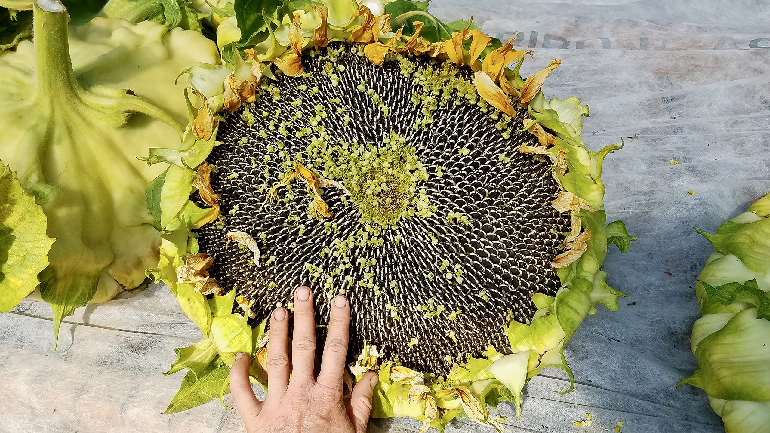 Plant Good Seed giant sunflowers in bloom attract bees and beneficial insects.