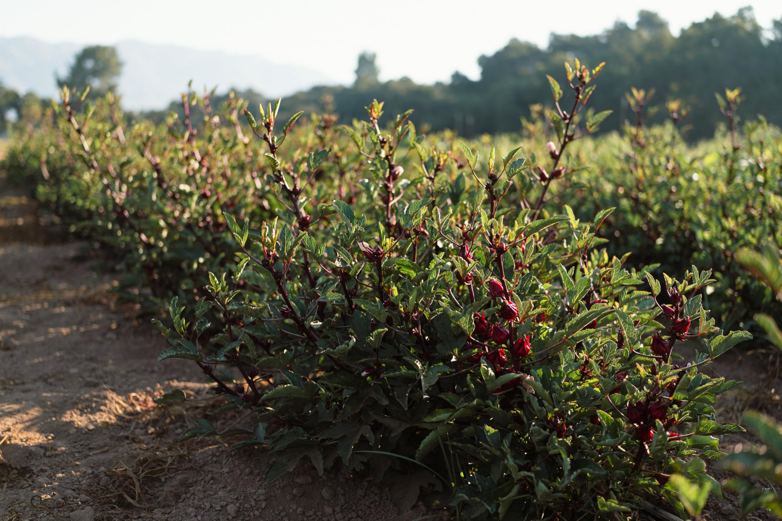 Dried hibiscus calyces ready for tea and culinary uses