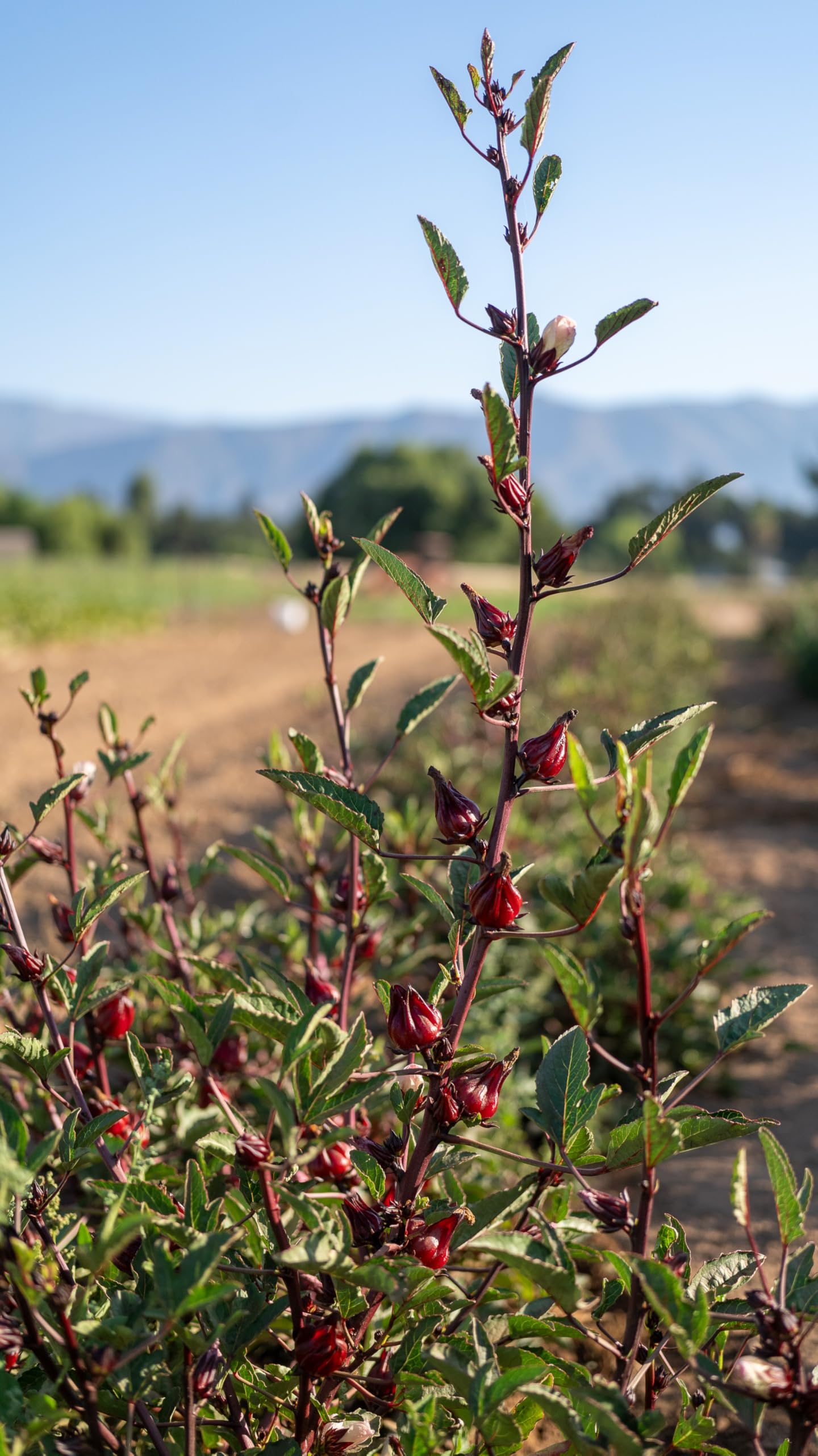 Young hibiscus plants prepared for warm-season garden planting