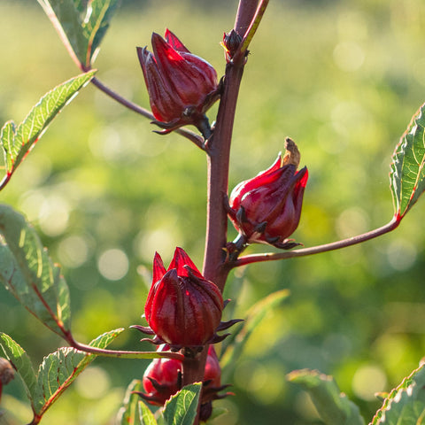 Scarification steps for hibiscus seeds to boost germination and vigor