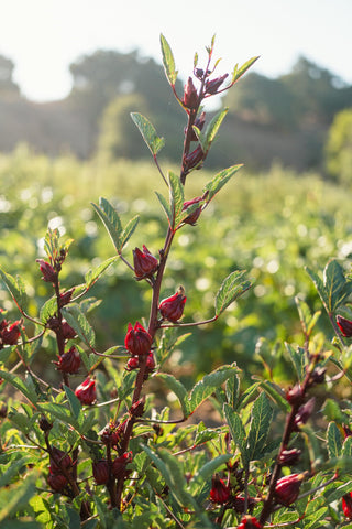 Hibiscus flowers and red calyces ideal for refreshing drinks