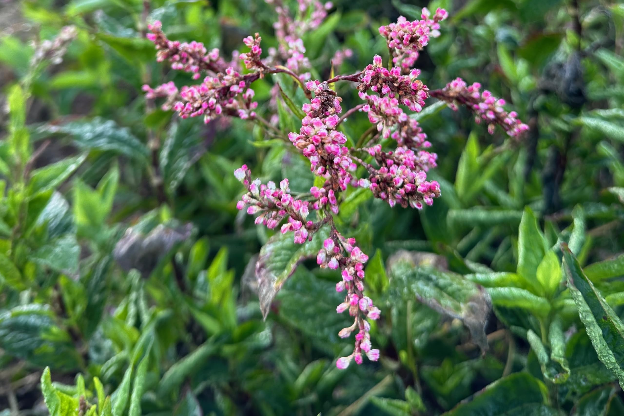 Plant Good Seed Japanese Indigo harvest-ready clusters in a garden.
