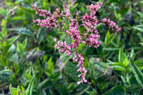 Plant Good Seed Japanese Indigo harvest-ready clusters in a garden.