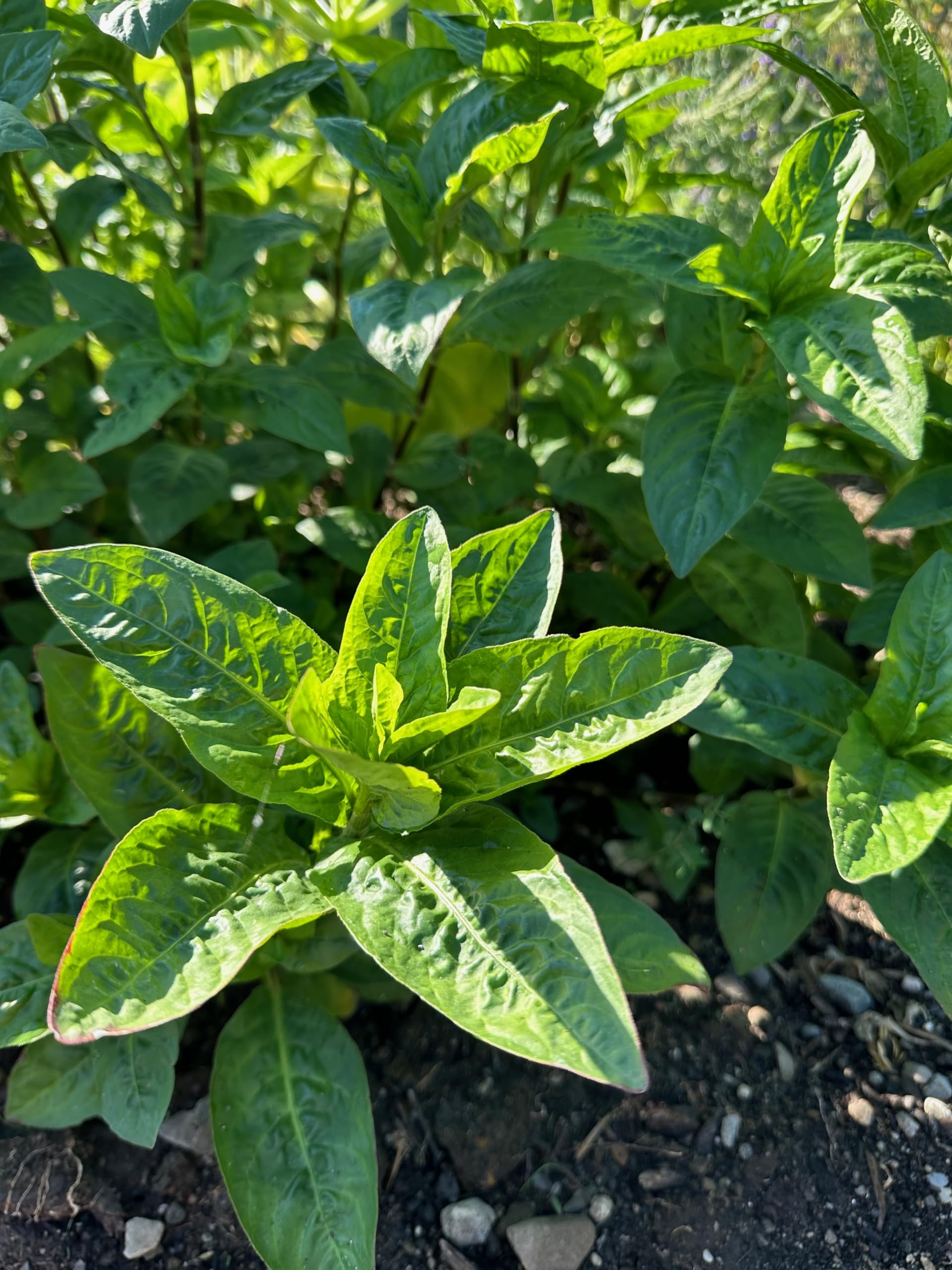 Plant Good Seed Japanese Indigo open-pollinated seeds support reliable germination.
