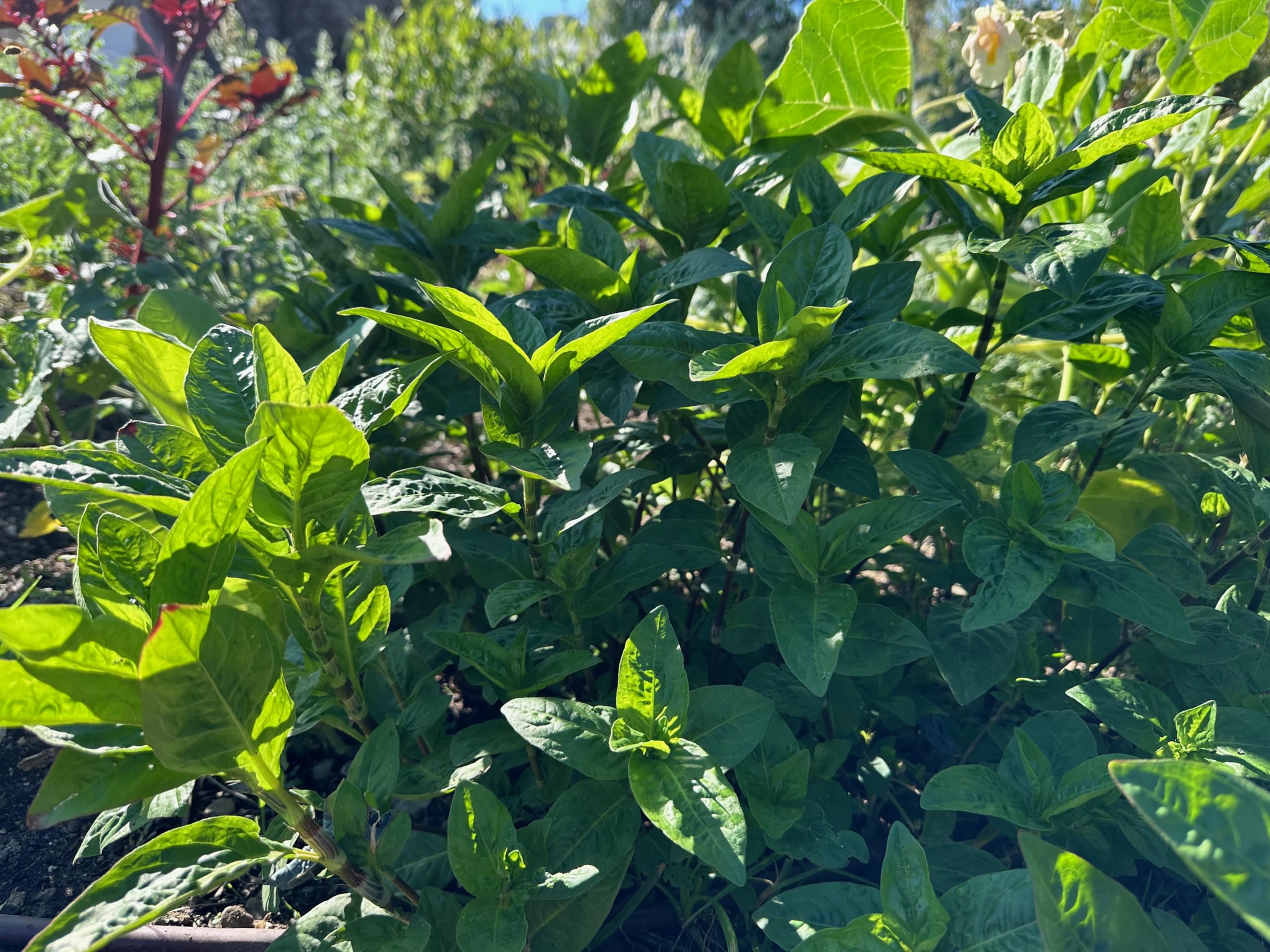 Plant Good Seed Japanese Indigo seeds grown in the USA from trusted source.