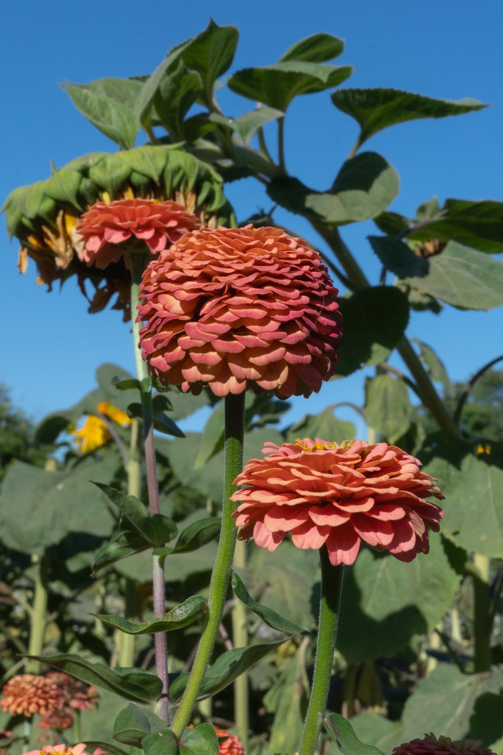 Plant Good Seed grown in the USA with pride from Ojai, California.