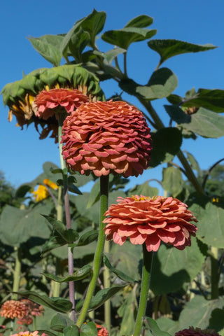 Plant Good Seed grown in the USA with pride from Ojai, California.