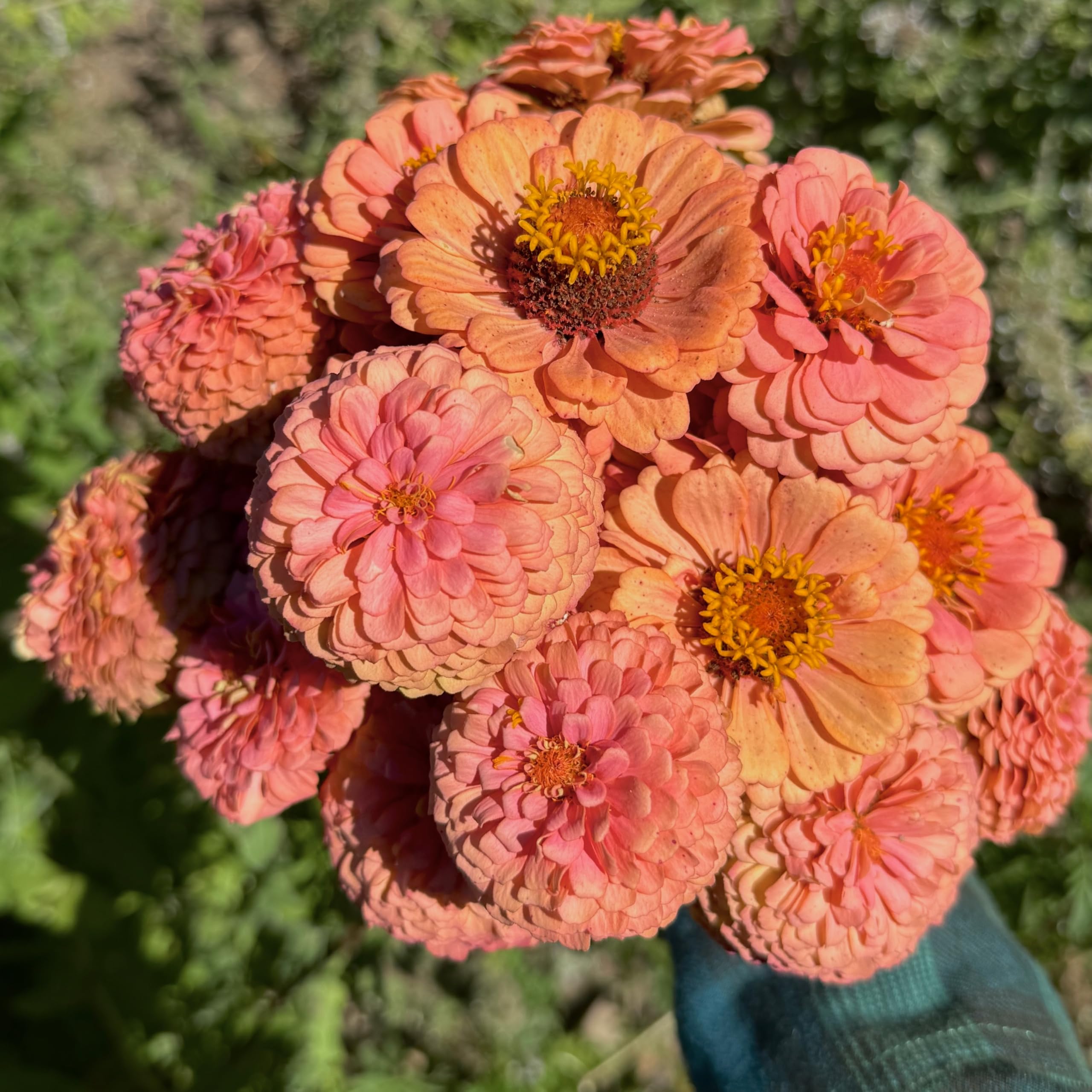 Plant Good Seed Oklahoma Salmon Zinnia blossoms in pink-orange hues for vibrant garden displays.