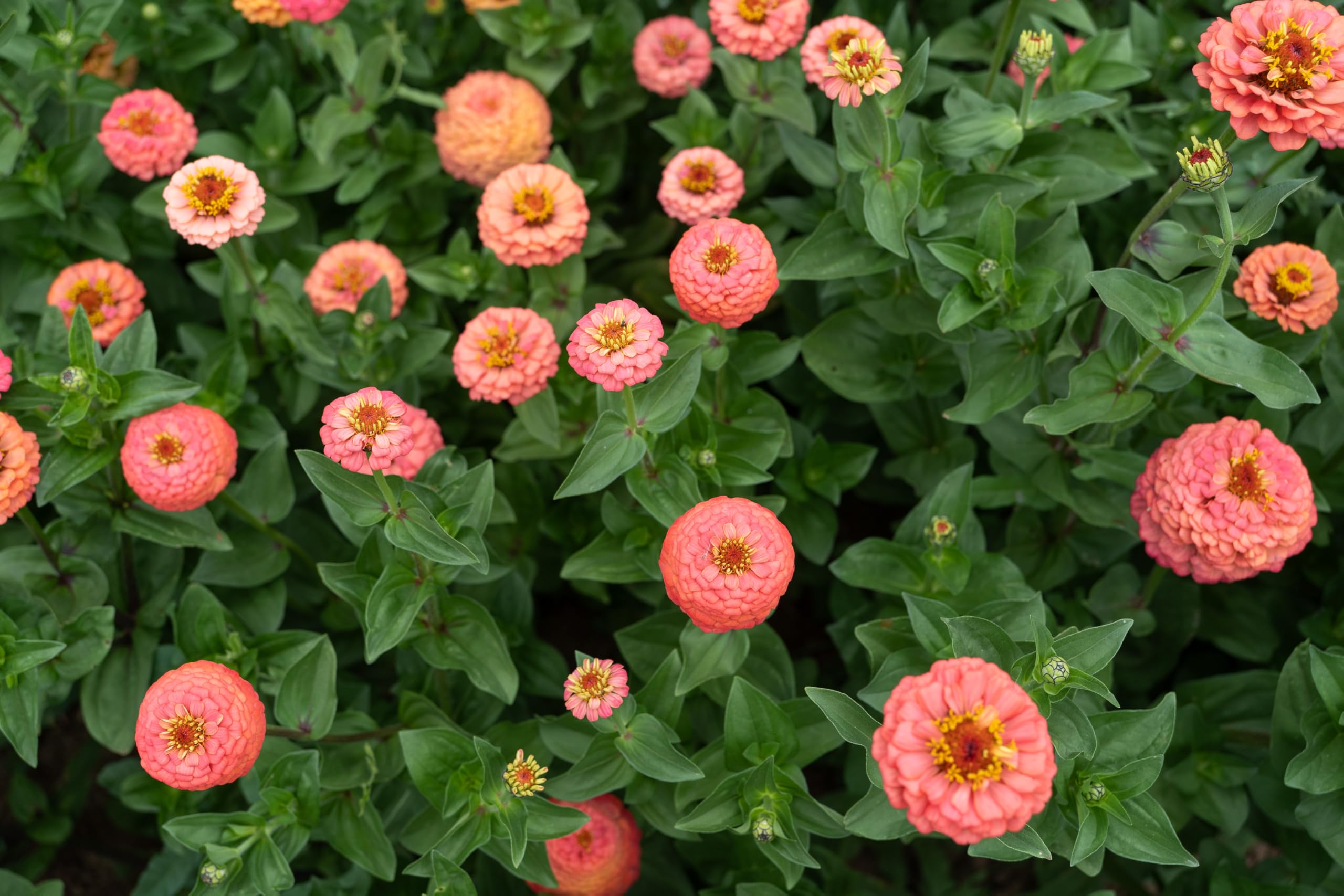 Plant Good Seed zinnia plant grows about three feet tall for borders and beds.