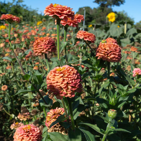 Plant Good Seed Oklahoma Salmon Zinnia seeds close-up showing seed texture for confident sowing.