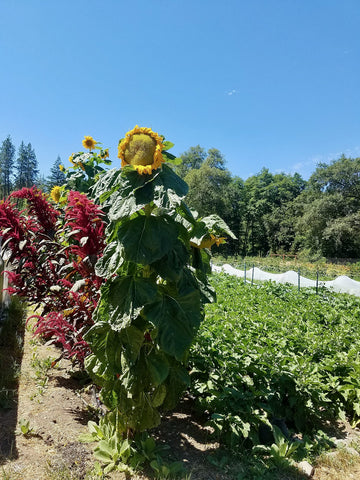 Plant Good Seed organic sunflower seeds from USA origin, with clear growing instructions.