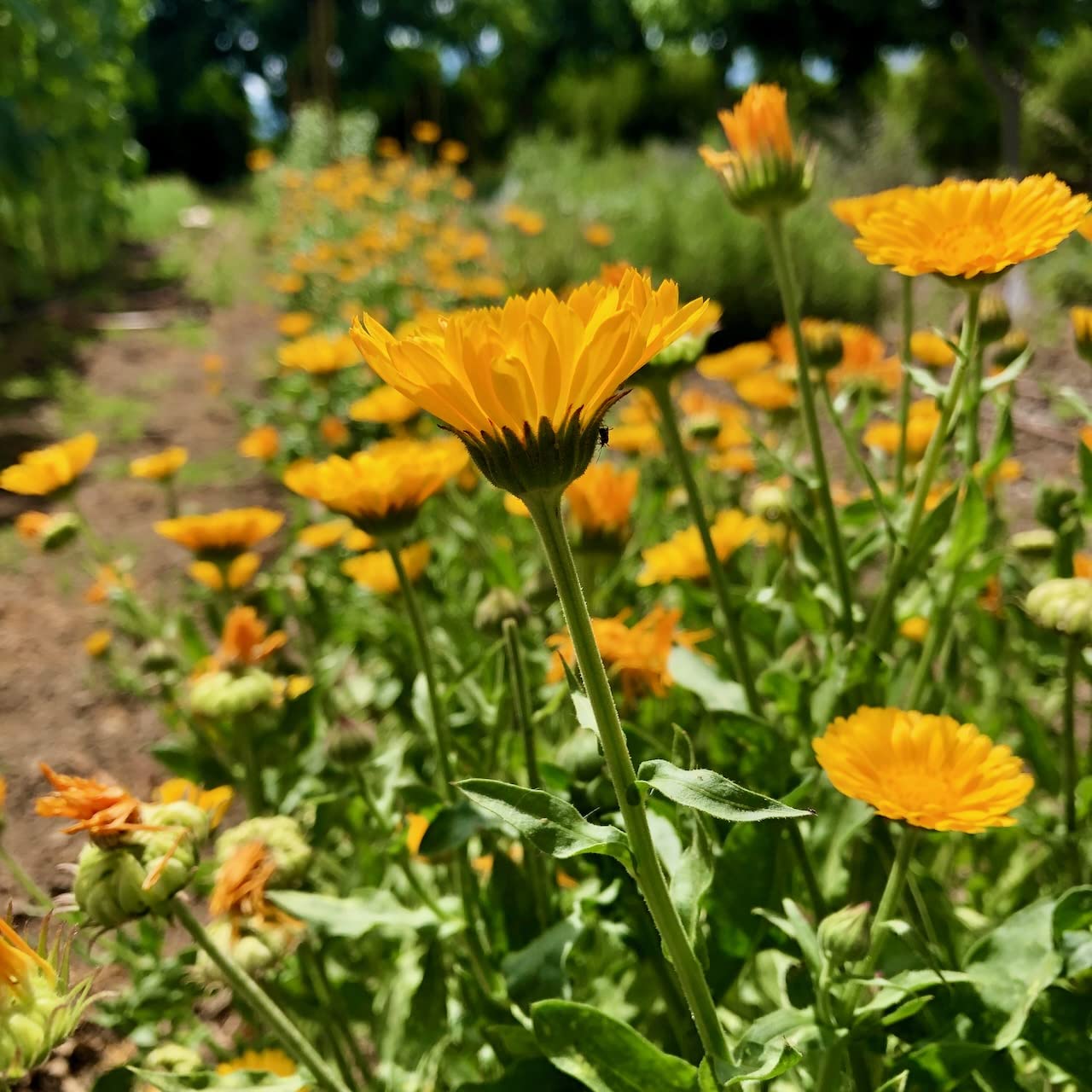 Plant Good Seed Resina Calendula garden display attracting pollinators with nectar-rich blooms.