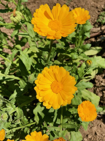 Plant Good Seed Resina Calendula potted plant with vibrant blossoms for garden appeal and pollinator support.