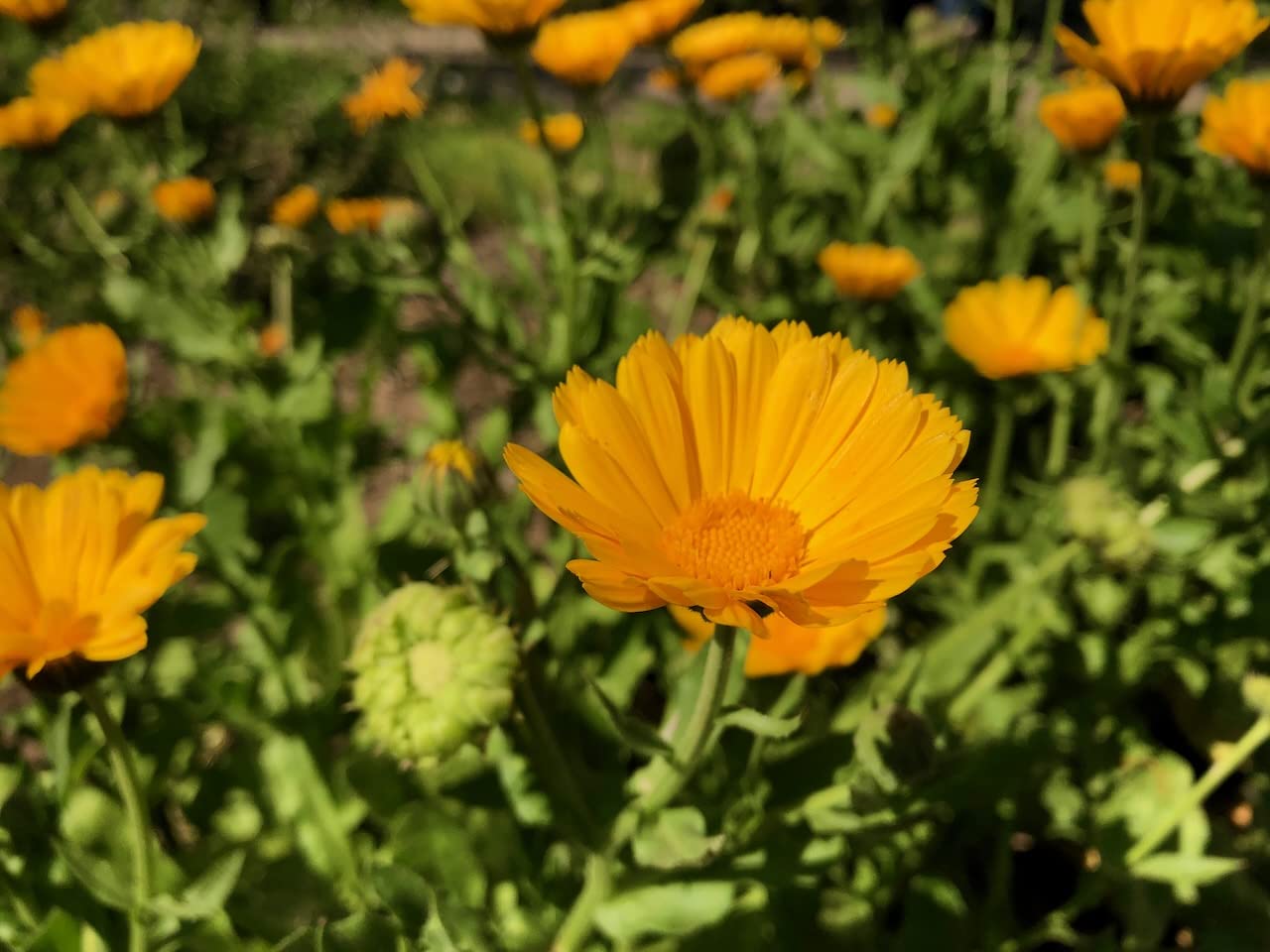 Plant Good Seed Resina Calendula seed packet showcasing organic, non-GMO, heirloom seeds for reliable germination.