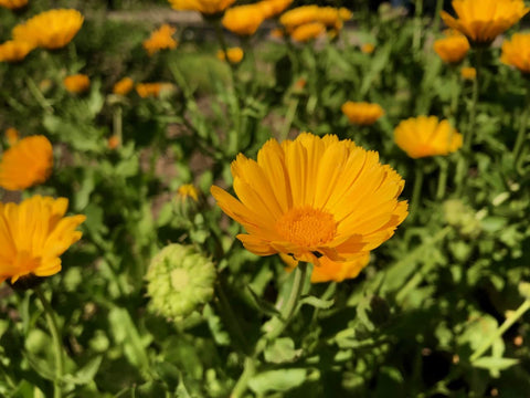 Plant Good Seed Resina Calendula seed packet showcasing organic, non-GMO, heirloom seeds for reliable germination.