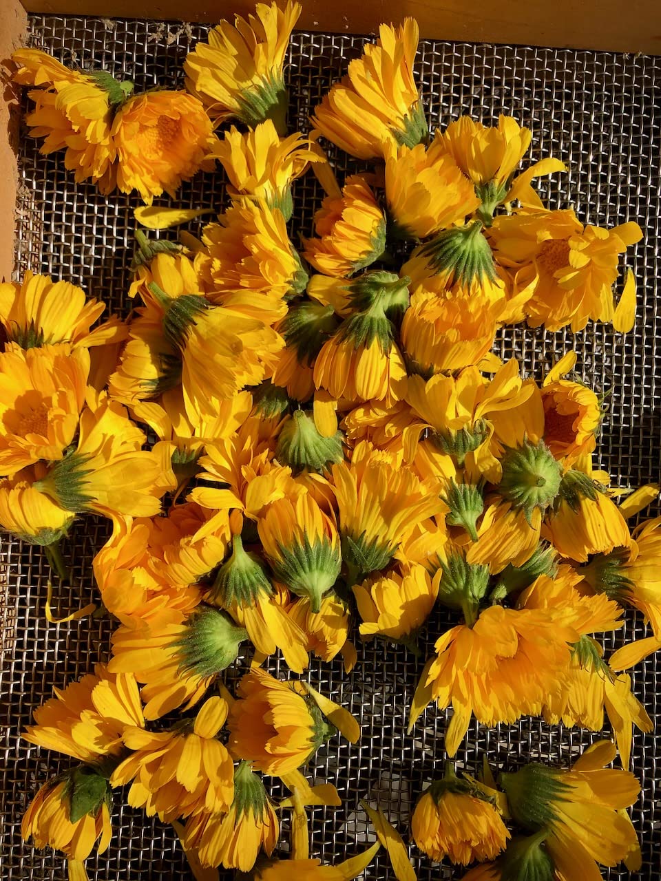 Plant Good Seed Resina Calendula blossoms for tea blends and tinctures for aroma and color.