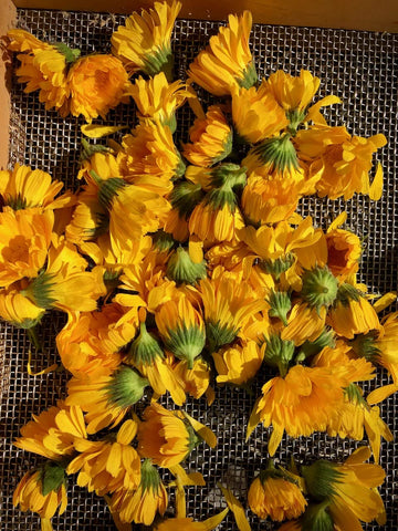 Plant Good Seed Resina Calendula blossoms for tea blends and tinctures for aroma and color.