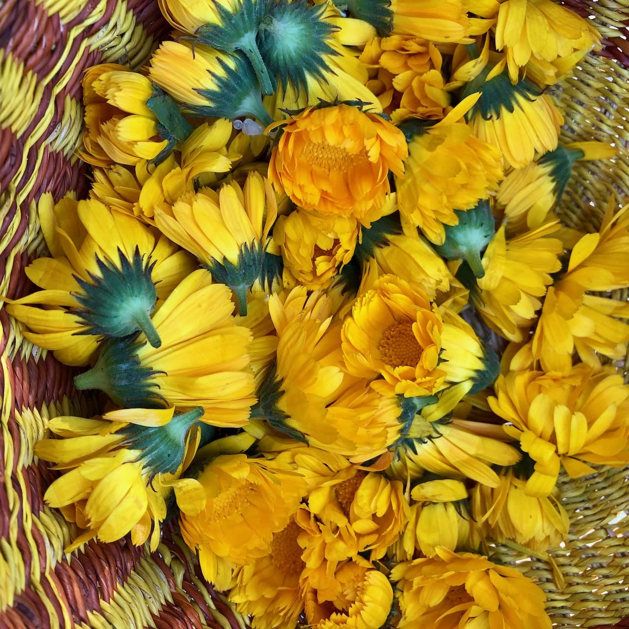 Plant Good Seed Resina Calendula yellow blossoms for garden decor and culinary-herbal use.