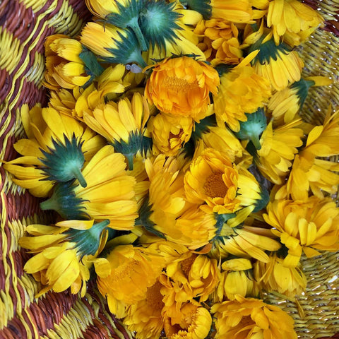 Plant Good Seed Resina Calendula yellow blossoms for garden decor and culinary-herbal use.