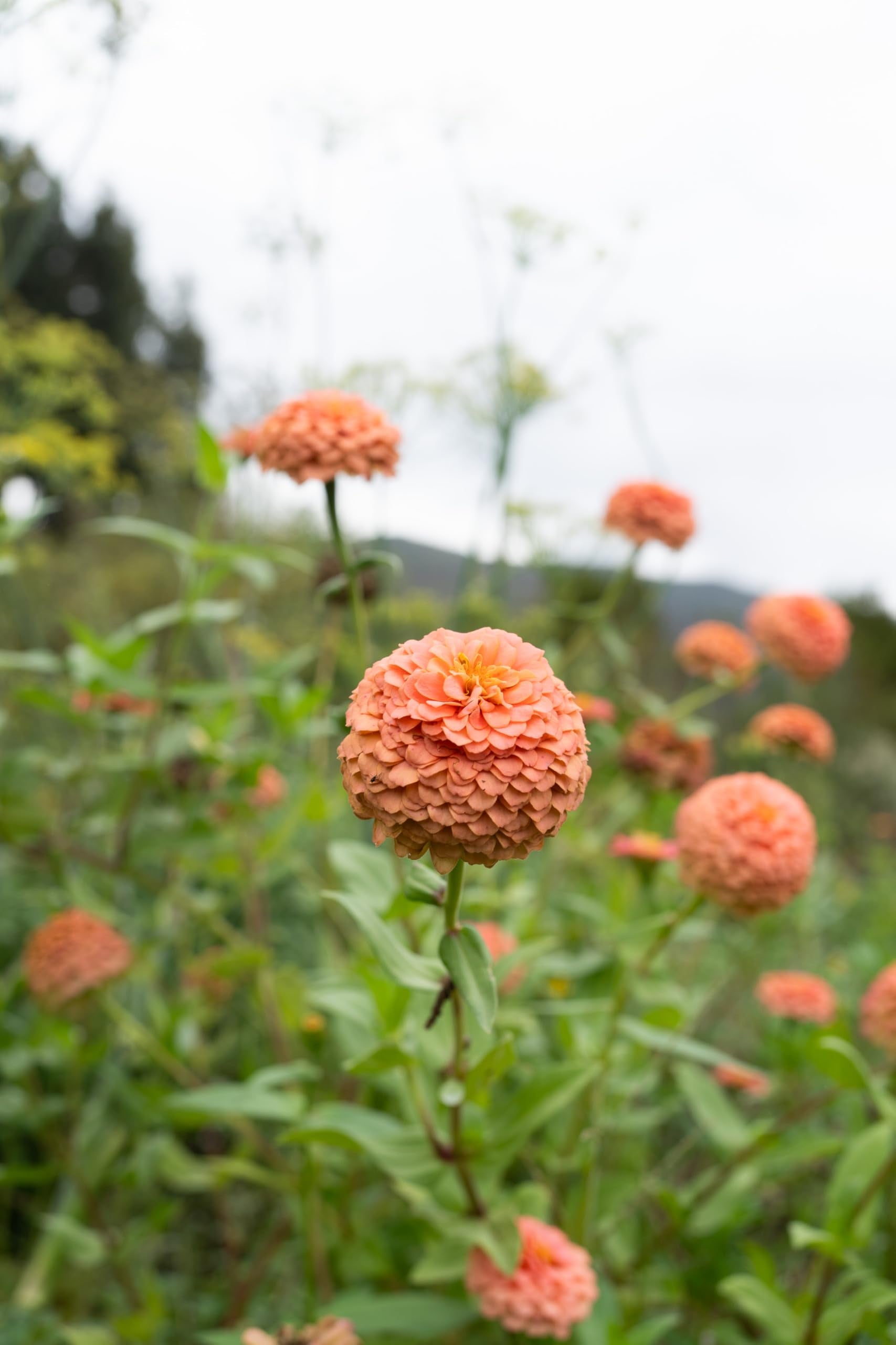 Plant Good Seed packet includes clear growing instructions for best results.